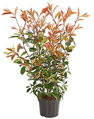 Dehner Purpur-Glanzmispel Red Robin, grün-rote Blätter, ca. 50-60 cm, Heckenpflanze