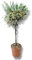 Olivo Copa Natural Árbol de Exterior Majestuoso y Duradero