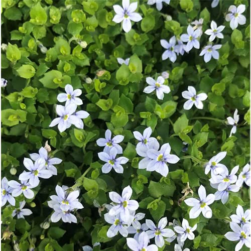 Garten-Scheinlobelie 'Blue Star' - Isotoma axillaris 'Blue Star', blauer Bubikopf, im Topf 12 cm, winterhart, in Gärtnerqualität von Blumen Eber - 12 cm
