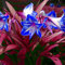 Winterhart Amaryllis, Winterhart Knollen, Zwiebeln fast kugelförmig, extrem kältebeständig, farbenfrohe Innen- und Hofdekoration, Hobbygärtner.-1 zwiebel-E