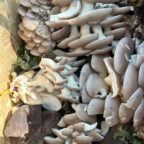 Semi di ostrica, semi di Pleurotus Serra di semi di verdure invernali piante medicinali, Fungo ostrica aiuola rialzata Semi biologici piante da ombra, orto al chiuso Semi 500pcs