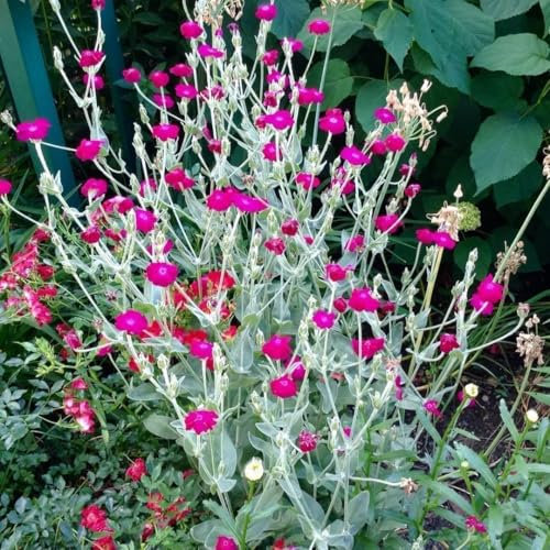 Lychnis coronaria - Coquelourde des Jardins 100, Silène coronaire - plante vivace