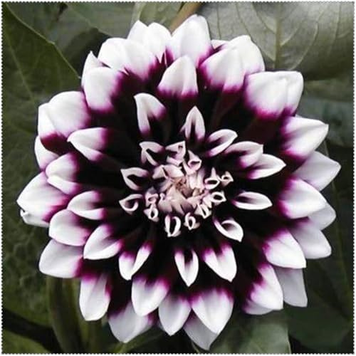 Dahlia :Decorazione per Casa: Bulbi di Dahlia Semplici da Coltivare, Perfetti per Iniziatori-2bulbi-A