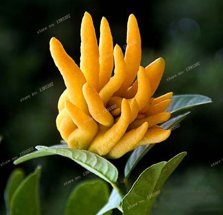 30 PC/Beutel, Bergamotte Samen, Familie Topfpflanzen, Bunte Buddha Hand, reinigen Luft, Samen Bunte Buddha-Hand 02