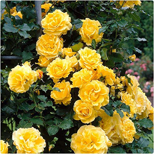 Rose Bare Root 'Golden Showers' Climbing Rose.Large Yellow Blooms by Growtanical®