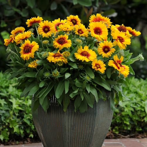 Gaillardia 'Mesa Bright Bicolour'. 1L Plant. Perennial, Yellow & red Blanket Flower. Ideal for Bees & pollinators. Available from Bedwen Plants