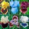Bulbi di iris,grazia,pianta subito,decorazione del giardino,bulbi di fiori perenni resistenti,rizomi di iris,mix di iris e iris resistenti.-5 bulbi-A