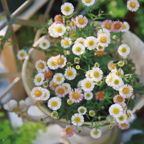 400 piezas Semillas de margarita española, semillas de plantas, plantas en macetas resistentes,Erigeron karvinskianus, semillas de flores silvestres, balcón plantas en macetas para