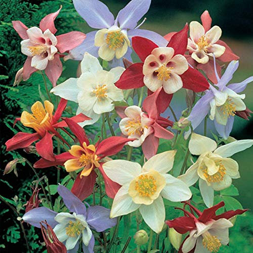 Charming Mix Pefect for Cottage Gardens 72 Aquilegia Plug Plants caerulea Mrs Scott-Elliott Columbine Grannys Bonnet Hardy Perennial, Garden Summer Flowering 72x Plug Plants by T&M (72)