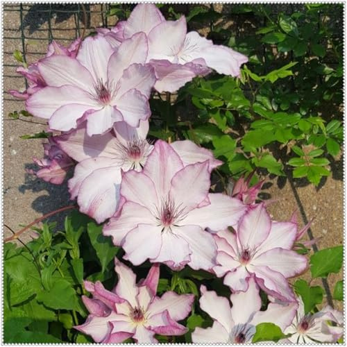 Mehrjährige Kräftige Rhizome- Clematis Rhizome- Winterhart Clematis- Hervorragende gärtnerische Ausstellung-4 Rhizome-J