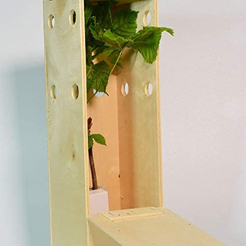ROSSKASTANIE | Kastanienbaum | 30 cm großer Jungwuchs in einer wiederverwendbaren Holzkiste | 1 Einheit