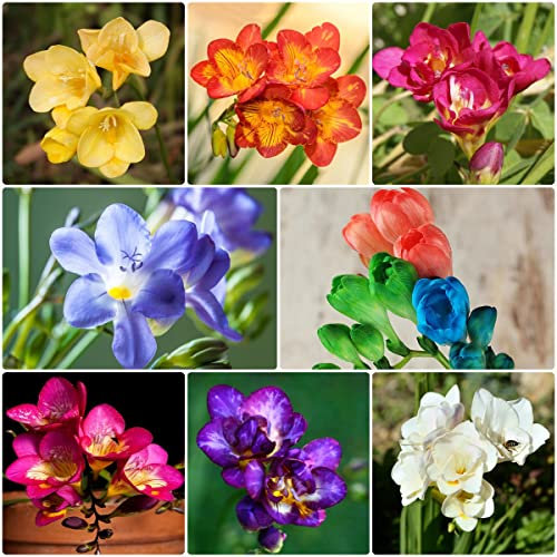 5 Stück freesien zwiebeln winterhart freesia Hydroponik - Seltene Pflanze serie - blumenzwiebeln mix blumenzwiebel balkongarten gärtner stauden bonzai geschenke für garten blumen