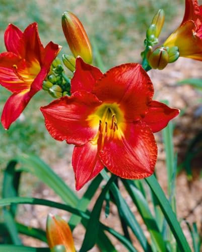 Hemerocallis x cult. 'Christmas Is' ca. 11x11 cm Topf - Taglilie, rote Blüten, Blütezeit Juni-August, ideal für Rabatten, pflegeleicht und winterhart