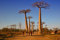 2pcs importados Semillas Semillas originales de Baobab Adansonia digitata semillas del árbol gigante de Plantas Garden bricolaje:Seeds Only