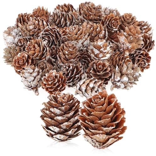 com-four® 50x pigne Decorative di larice - Decorazioni sparse per l'autunno e l'inverno - Decorazioni di Coni - Piccole pigne di larice - pigne (50 pigne di larice Bianche)