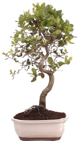 Bonsai - Quercus suber, Korkeiche 225/68