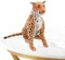 Syengery Weiches Leoparden-Plüschtier,Gefülltes weiches Leoparden-Plüschtier | Weiche Simulations-Leoparden-Plüschspielzeug-Umarmungskissen - Bequeme Kuscheltier-Spielzeugpuppe, Desktop-Begleiter für