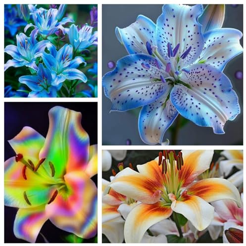 Lilien kaufen– Duftende Lilien, winterhart für Beet & Terrasse, langblühend-2 knolle-C