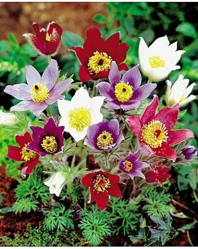 NEU! 20+ Pulsatilla Kuhschelle SEEDS MIX