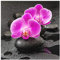 Bilderwelten Glasbild - Pinke Orchideenblüten auf Steinen mit Tropfen 30 x 30cm