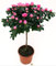 POWERS TO FLOWERS - AZALEA ALBERELLO ROSA INTENSO, VASO 18CM, ALTEZZA 100CM, pianta vera