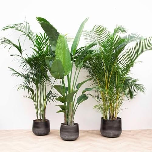 Confezione risparmio XXL – Kentia 200 cm, Strelitzia Nicolai 225 cm, Areca 200 cm