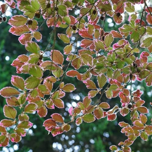 rotbuche heckenpflanzen samen immergrüne pflanzen winterhart rotbuche baum samen winterharte pflanzen für den garten baumsamen bäume garten winterhart pflanzen balkon, deko wohnzimmer 500pcs