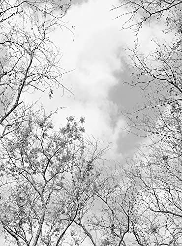 WTD Mantiburi Papier peint photo Motif arbres Noir/blanc 1,92 x 2,6 m