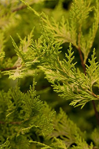 Cupressocyparis leylandii 'Castlewellan Gold' 100–125 cm – Winterhart, Immergrün, Pflegeleicht – Leyland-Zypresse – Heckenpflanze für Garten & Sichtschutz