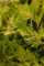 Cupressocyparis leylandii 'Castlewellan Gold' 100-125 cm - Leyland-Zypresse, goldgelbes Laub, ideal als Hecke, schnellwachsend, winterhart, pflegeleicht