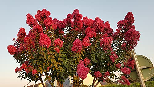 Lagerstroemia indica BRAISE D'ÉTÉ® 'Indybra' / Lilas des Indes BRAISE D'ÉTÉ® 'Indybra' / Conteneur de 2 à 2.9 litres/Floraison Estivale