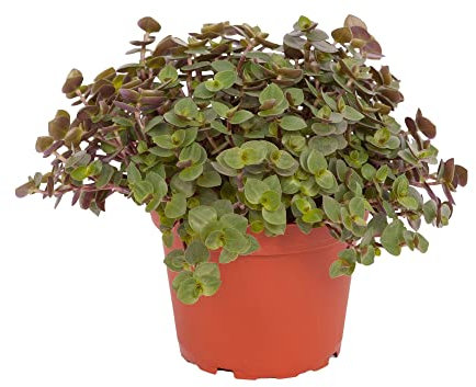 Calllisa ('Schönpolster') Futterpflanze für Nager, Vögel, Schildkröten und Reptilien (1 Pflanze)