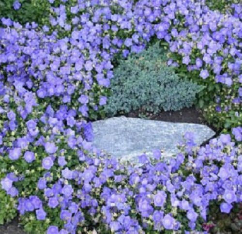 Glockenblume Samen Campanula Canterbury blauen Samen 500 Blumensamen