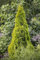 Thuja occidentalis 'Golden Smaragd' 60-80 cm - Lebensbaum, goldgelbes Laub, ideal als Hecke, winterhart, pflegeleicht, immergrün
