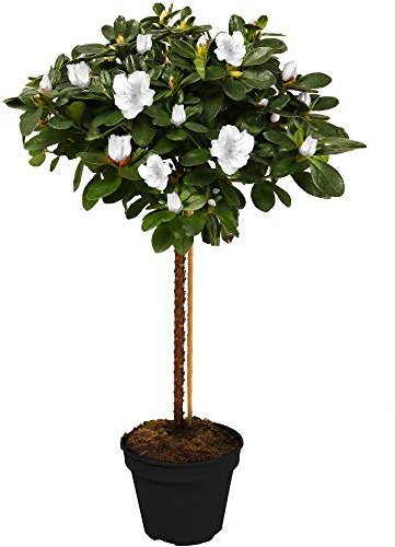 Gardeners Dream Japanische Azalee Winterhart (Azalea Japonica) - Azaleen Pflanzen Stamm - Rhododendron Pflanze - Winterharte Pflanzen für Garten - Weiß - Gesamthöhe von den Wurzeln ca. 75 cm