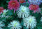 Hot! 20 colori 50pcs / pack Semi di fiore del crisantemo semi crisantemo copertina morbida bonsai balcone