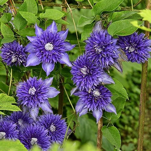 2 Pcs clematis winterhart mehrjährig zwiebeln - klematis - stauden winterhart mehrjährig gartenpflanzen, (Clematis florida) frühlingsblüher zwiebeln balkon blumen, pflanzen für draußen