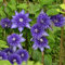 2 Pcs clematis winterhart mehrjährig zwiebeln - klematis - stauden winterhart mehrjährig gartenpflanzen, (Clematis florida) frühlingsblüher zwiebeln balkon blumen, pflanzen für draußen