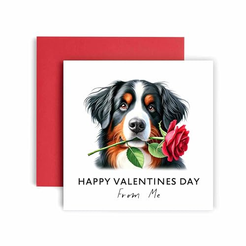 Huxters Valentines Card from the Dog – Bernese Mountain Dog - Happy Valentines to Dog Mum and Dog Dad – Dog Best Friend (Bernese Mountain Dog)