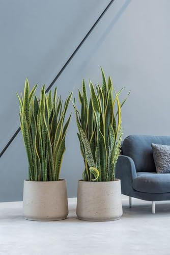 Finestgreen Patt Pflanzgefäß Grau L | Blumentopf für Innen- und Außenbereich, Frostfest, UV-Beständig, wasserdicht | Blumenkübel Betonoptik