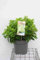 Hydrangea pan. 'Little Spooky'® - Rispenhortensie 60-80 cm Container