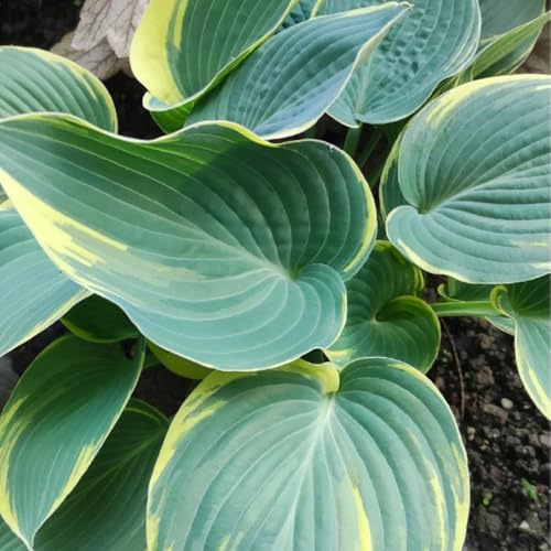 Semi di Hosta - da balcone Hosta plantaginea - semi di selvatici per esterno resistenti all'inverno rare semi di da giardino 150pcs