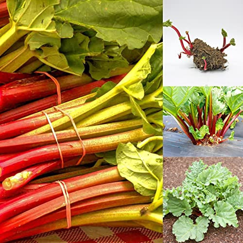 Carbeth Plants 2 x Rhubarb Crown 'Victoria' - Ready to Plant