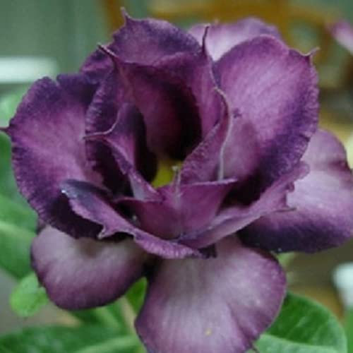 Haloppe 20Pcs Desert Rose Fiori Piante Semi per la casa Giardino Piantare, Adenium Obesum Desert Rose Seeds Flower Plant Home Office Garden Decor 9#