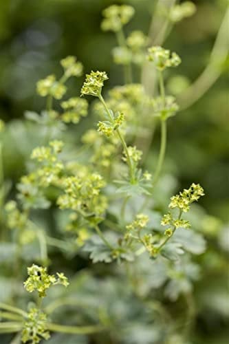 Alchemilla erythropoda ca. 9x9 cm Topf - Kleiner Frauenmantel, grünlich-gelbe Blüten, Blütezeit Mai-Juli, ideal für Steingärten, pflegeleicht und winterhart