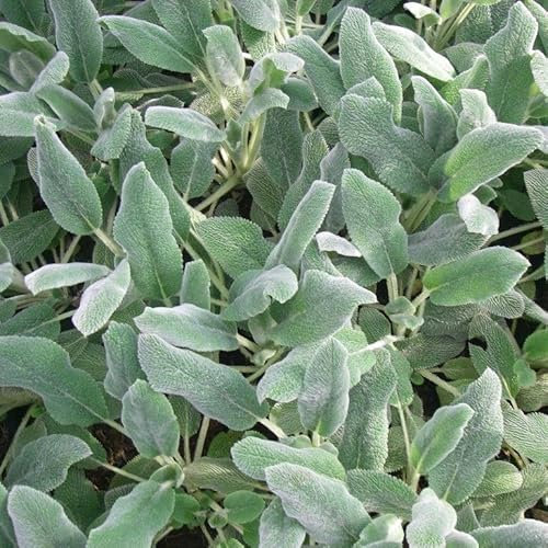 6x Teppich Wollziest - Stachys byzantina ‘Silver Carpet’ - Topf 9x9cm