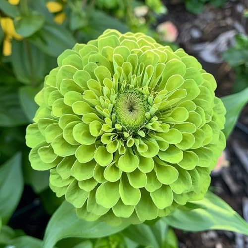 200 Seeds Zinnia elegans Mixed Dahlia Flower Seeds Collection (Dahlia Envy) -