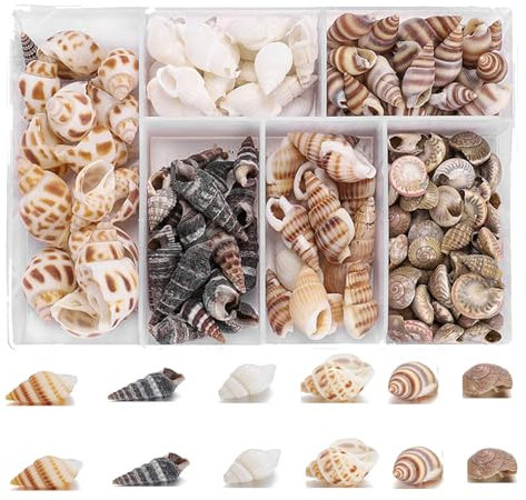 100 Stück Muscheln Zum Basteln, Natürliche Schneckenhäuser Mit Loch – Perfekt Zum Bemalen, Dekorieren Und Für Armbänder