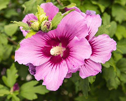 Mediterrano Engrais Hibiscus 3 kg Granulés Engrais spécial plantes méditerranéennes Effet longue durée