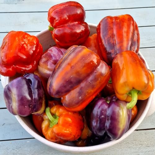 Tequila Sweet Pepper Seeds - 10 Fresh Tequila Sweet Pepper Seeds